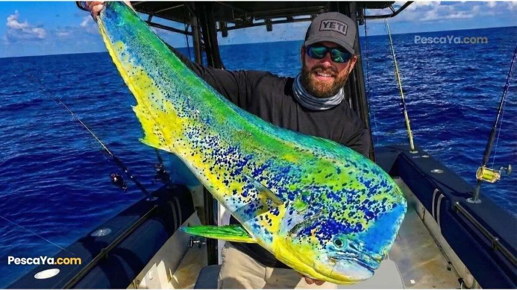 Dorado Fish (Mahi-Mahi): Colors, Biology & How to Catch It